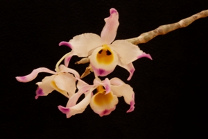 Dendrobium wardianum Verde CBR - Flower